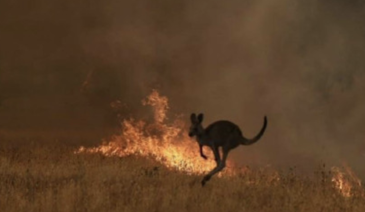 Risultati immagini per ANIMNALI MORTI AUSTRALIA